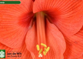 hippeastrum Naranja (3)